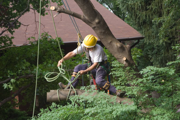 Leaf Removal in Apple Valley, MN