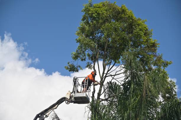 Trusted Apple Valley, MN Tree Care Experts